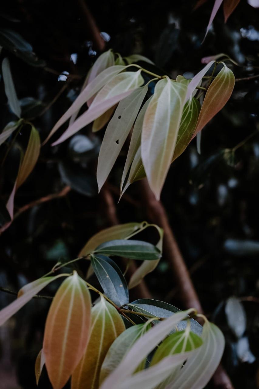 WhatsApp Image 2025-01-24 at 5.46.41 AM (5)